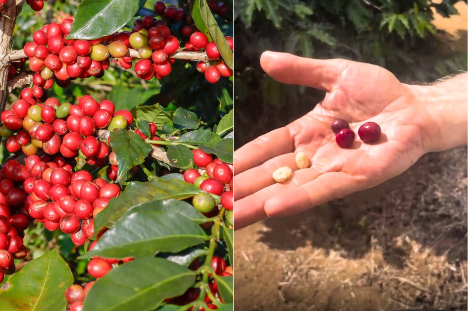 Coffee sourcing