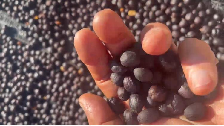 Coffee beans sample